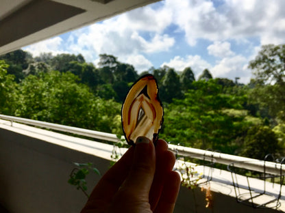 Agate Slice #1 by Vivian Lam