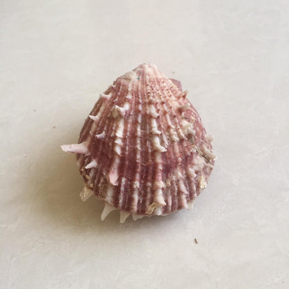Mushroom Corals and Seashells by PROSE Décor